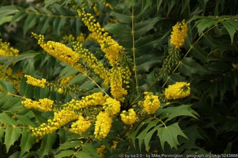 Mahonia